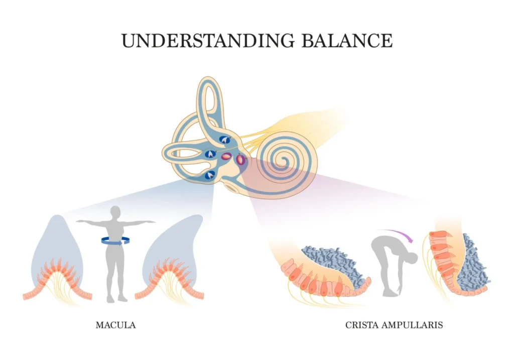 Diagram of the inner ear balance system, macula and crista ampullaris